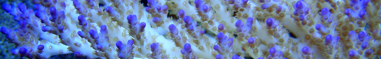 Soins pour aquarium marin