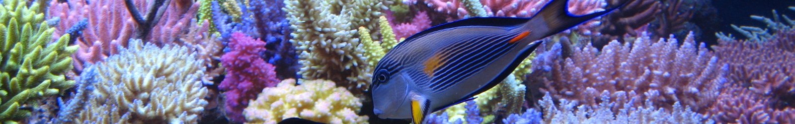 Produits pour poissons marins