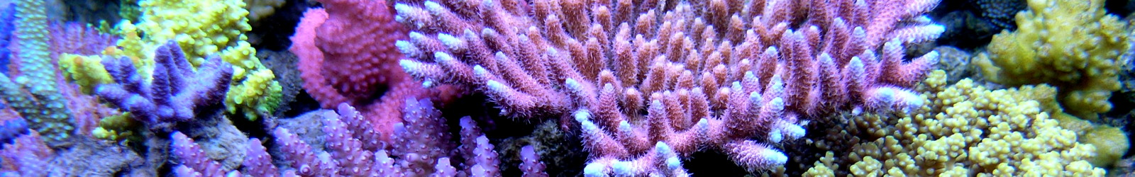 Reverse Osmosis, Purest Water Filter Resin