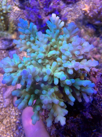 Acropora 3870 
