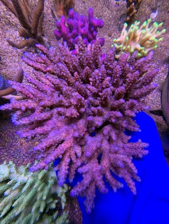 Acropora table australia XXL 2510 