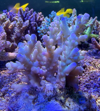 Acropora granulosa 3863 