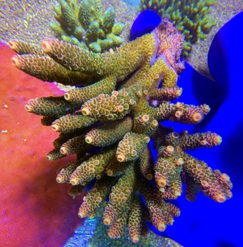 Acropora spathulata Wild Bamboo 2696 