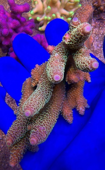Acropora australia spathulata 2555 