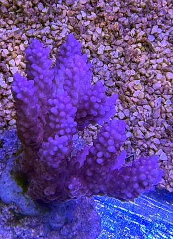 Acropora Lillet 3788 