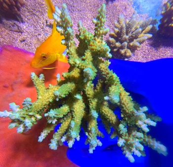 Acropora australia table XL 2704 