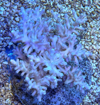 Acropora echinata 3820 