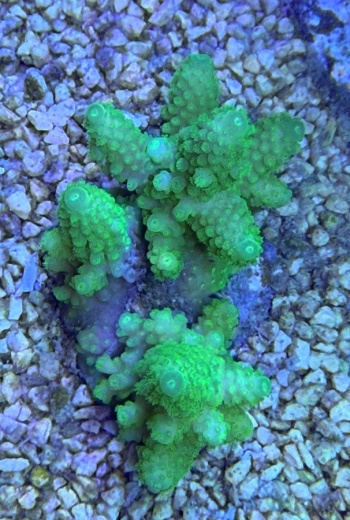 Fiji Acropora humilis 1150 