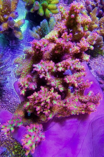 Acropora microclados strawberry shortcake XL 0603 