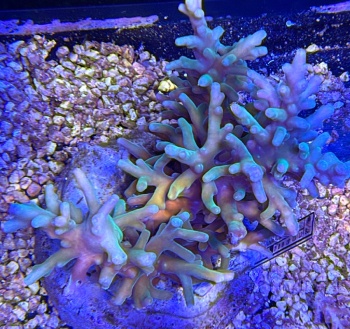Acropora echinata 3744 