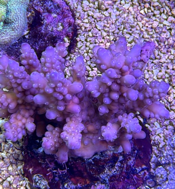 Acropora perfection 3787 