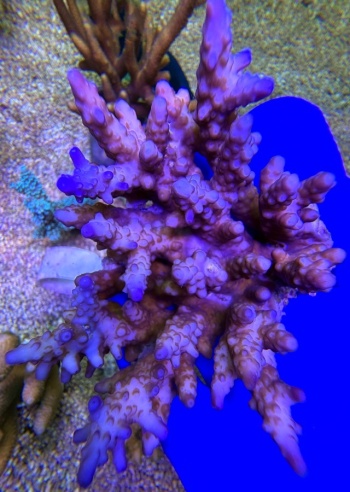Acropora australia 2471 