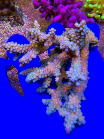 Acropora australia 2495 