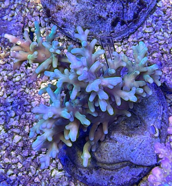 Acropora echinata 3740 