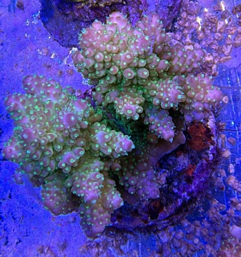 Acropora beauty 3725 