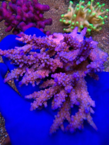 Acropora sp 2506 