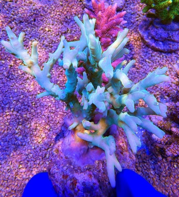 Acropora green velvet 2263 