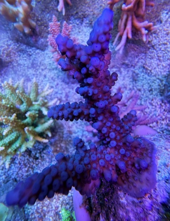 Acropora gomezi deep blue L 8108 