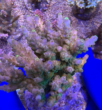 Acropora Radioactive Ice 2210 