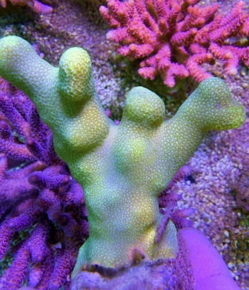 Porites sunglow 8099 