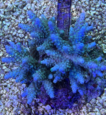 Acropora nightmare 3692 