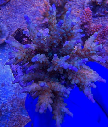 Acropora Blueberry 2201 