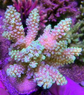 Acropora super sour patch 2780 
