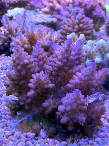 Fiji Acropora 1261 