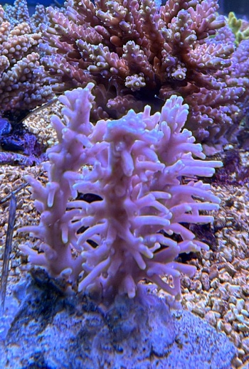 Acropora 3833 