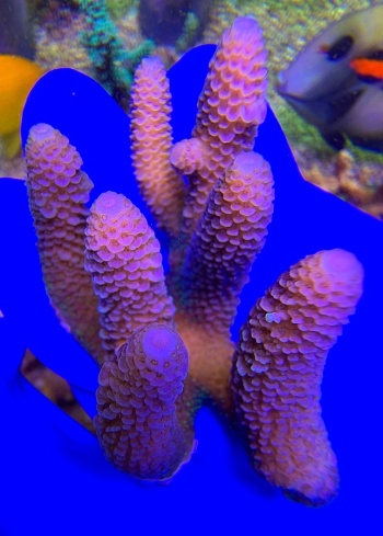 Acropora spathulata australia 2480 