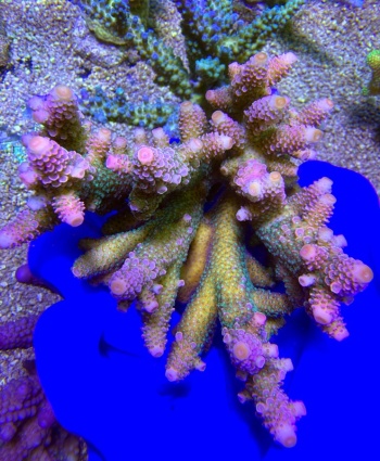 Acropora australia spathulata L 2673 