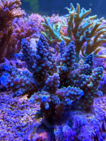Acropora Black Forest 1413 