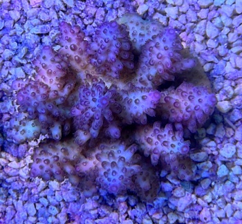 Fiji Acropora S 1159 