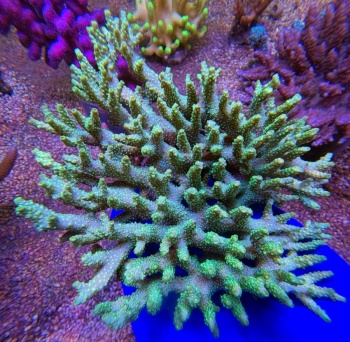 Acropora table specifera XXL 2514 
