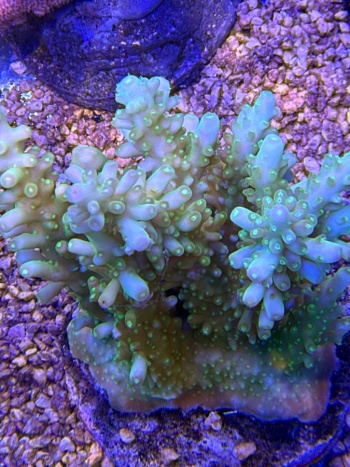 Acropora 3703 