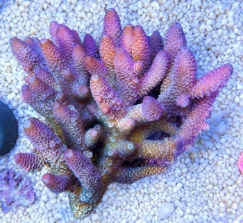 Acropora spathulata Australia 