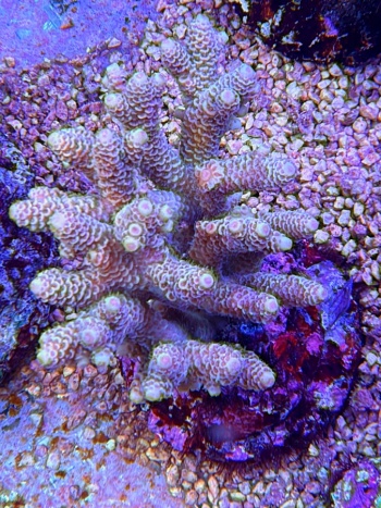 Acropora multiculti 3809 