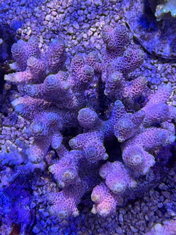 Acropora millepora 3735 