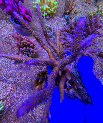 Acropora australia XXL stag 2524 