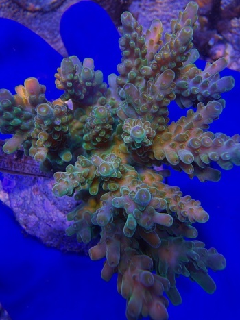 Acropora Radioactive 2192 