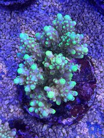 Acropora bumblebee 3728 