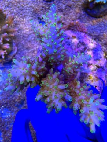 Acropora Frostbyte 2175 