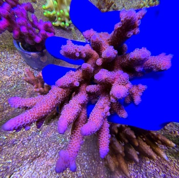 Acropora spathulata 2542 