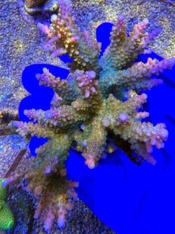 Acropora Aurora Drift 2177 