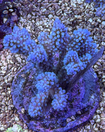 Acropora 3794 