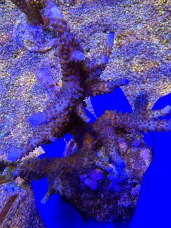Acropora Blue Matrix 2182 