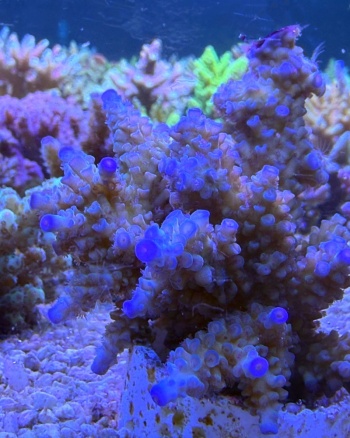 Fiji Acropora 1256 
