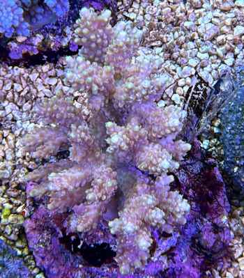 Acropora confetti fun 3783 