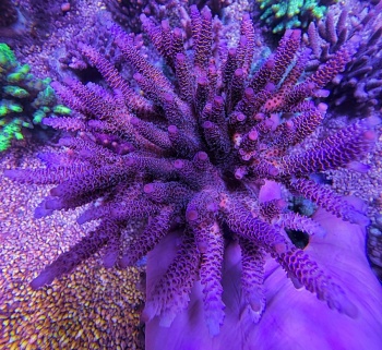 Acropora millepora 8338 