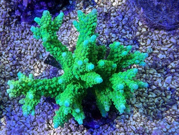 Acropora green lime 3690 